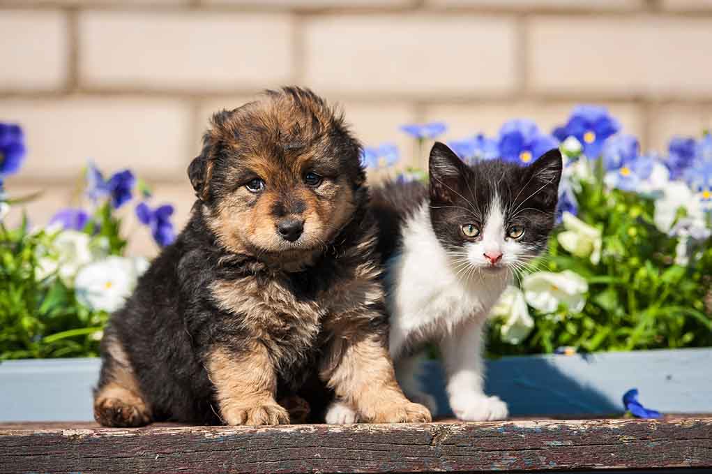 Cats vs. Dogs: Which Is Thriftier?